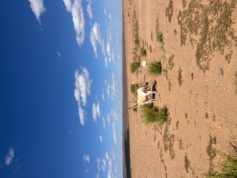 Wide sandy plain dotted with low shrubs and resting antelopes beneath a bright blue sky.