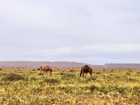 Camels graze in a meadow of yellow wildflowers with distant mesas under a hazy sky.