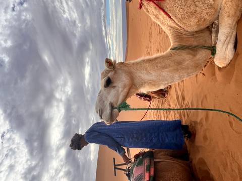 Close-up of a seated camel with rope in mouth next to its blue-robed handler on orange sand.