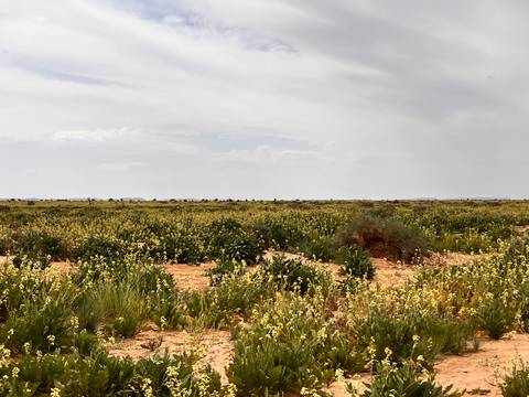 Flat expanse of scrubland with low yellow-green vegetation beneath a hazy sky.