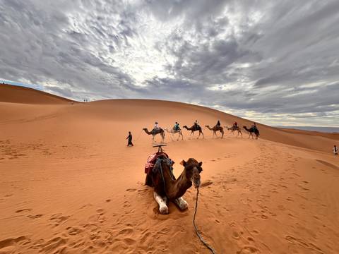 Resting camel in foreground as a camel train climbs a sweeping orange dune under dramatic clouds.