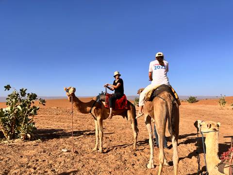 Two riders on camels pause beside a dog and cactus under a clear cobalt sky.