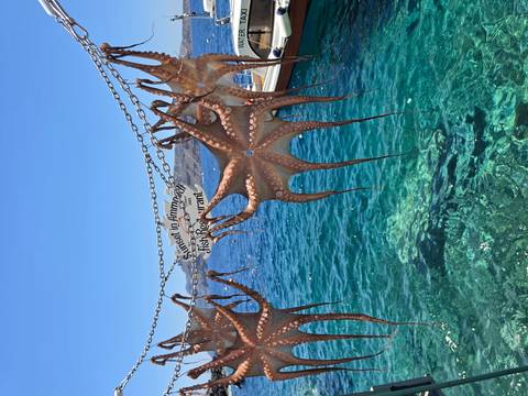 Rows of sun-dried octopus hang on chains above sparkling blue water and boats.