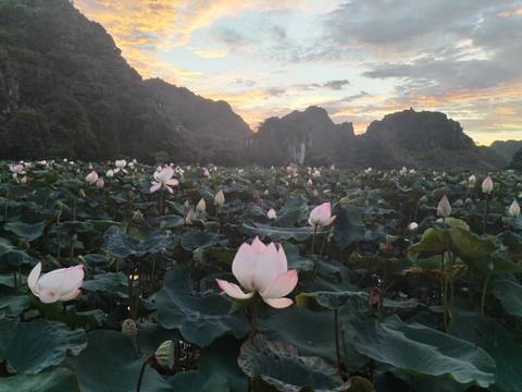 Pink lotus flowers bloom across a vast wetland with dramatic karst peaks silhouetted against a colorful sunset.