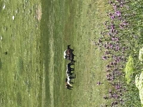 A small herd of horses grazes on a wide green pasture dotted with purple wildflowers.