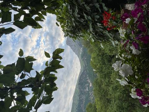 Forested mountain peaks framed by leafy branches and blooming potted flowers on a terrace.