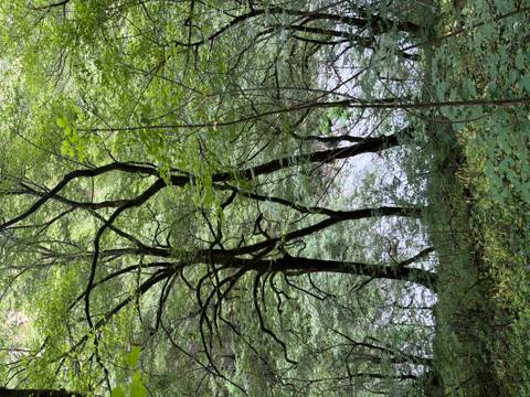 Tall slender trees with mossy trunks rise from dense green undergrowth beside a river far below.