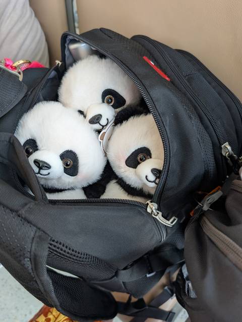 Several plush panda toys peek out from an unzipped black backpack.