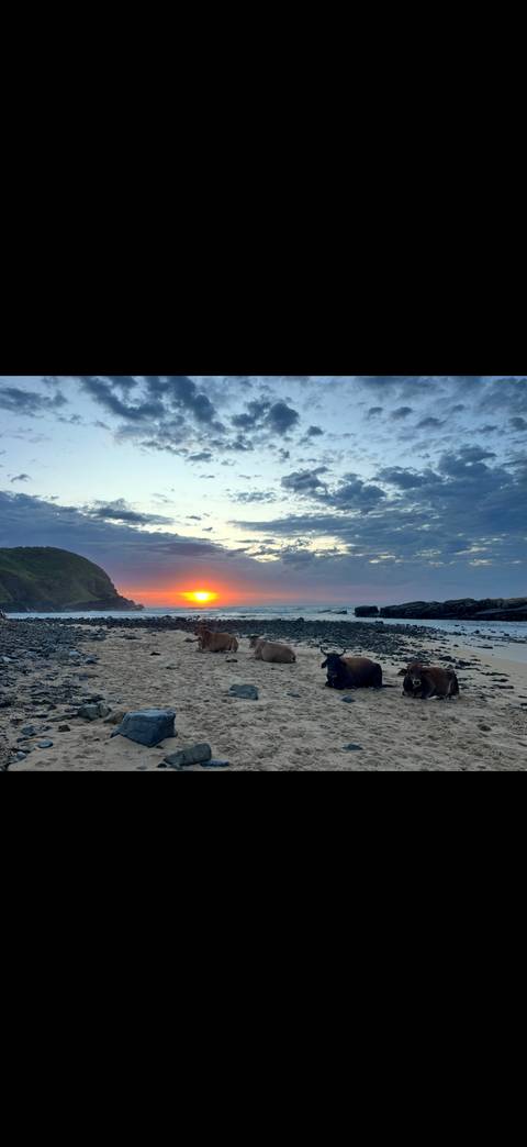 Cattle resting on a rocky beach at sunset with vibrant orange sun dipping behind a cliff.