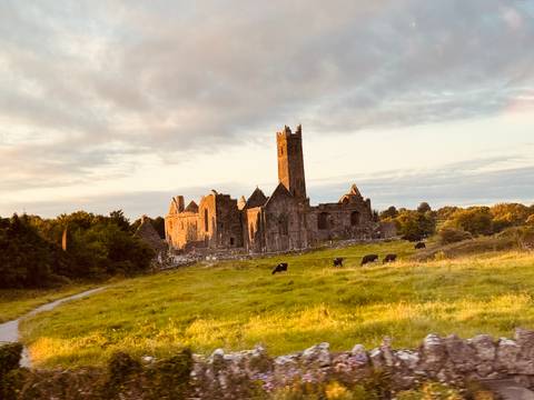 Atmospheric ruins of a medieval abbey bathed in warm evening light with grazing cows in a green meadow.