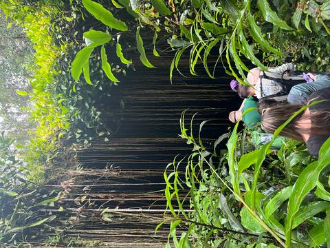 Group entering a dark lava tube cave draped with long jungle vines.