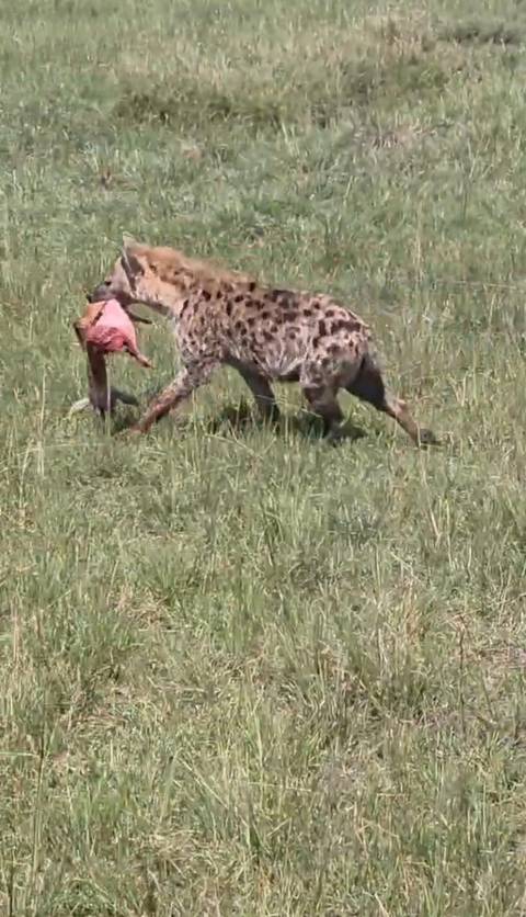 7 Days Best of Kenya Safari customer review photo