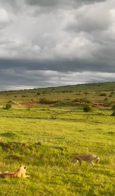 7 Days Best of Kenya Safari customer review photo