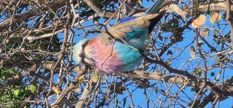 Vibrant lilac-breasted roller perches among dry twigs against a clear blue sky.