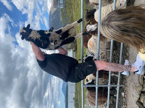 Farmer lifts a spotted sheep over a fence during a demonstration with a backdrop of grazing flock and lake.