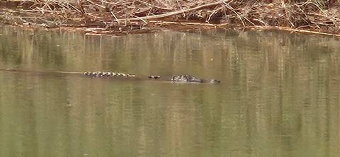 Partially submerged crocodile barely visible in a calm, murky river