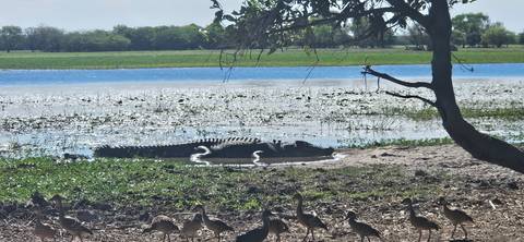 Large crocodile sunbathing on a muddy bank beside a billabong with a flock of small birds in the foreground