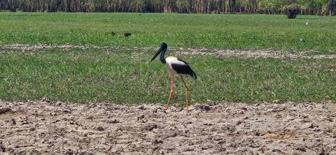 Black-necked stork standing on cracked earth beside a lush green field