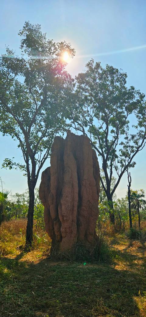 Tall cathedral-like termite mound rising between eucalyptus trees under blue sky