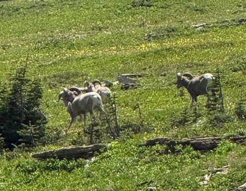 Distant bighorn sheep graze on a green alpine slope.