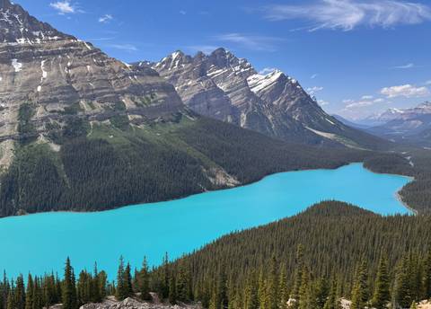 Stunning turquoise Peyto Lake curves through pine-clad Canadian Rockies.