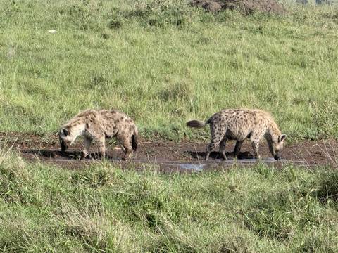 Two spotted hyenas drink from a muddy pool amidst tall green grass on the savannah.