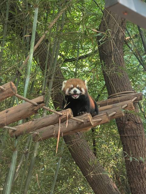 Playful red panda perches on a wooden platform amid dense bamboo forest.