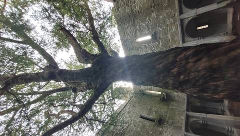 Large mossy tree growing inside stone ruins with sunlight filtering through the branches.
