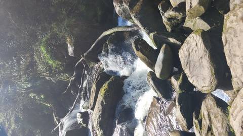 Close-up of white water rushing over mossy rocks and fallen logs in forest shade.