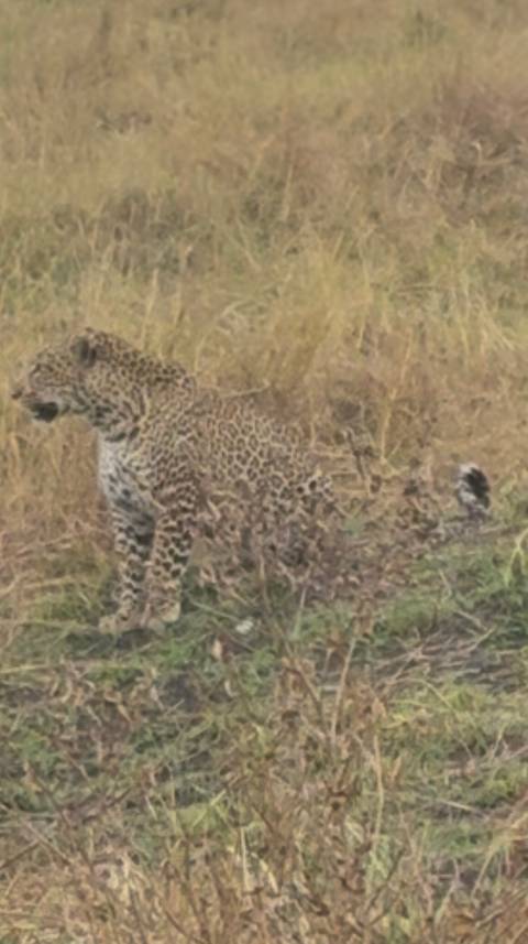 foto de reseña de cliente de Safari en grupo de 7 días por Kenia: Masai Mara, Lago Nakuru, Lago Naivasha y Amboseli