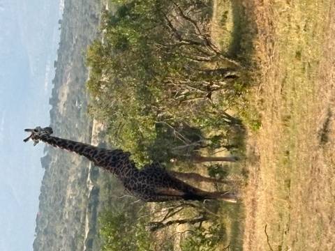 Tall giraffe standing among acacia shrubs on African savanna.