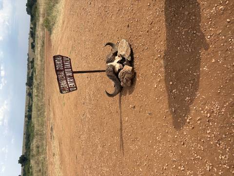 Buffalo skull and horns supporting sign marking international boundary 'No entry into Tanzania'.