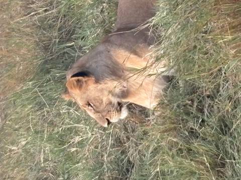 Profile of a resting lion lying in tall grass, looking into the distance.