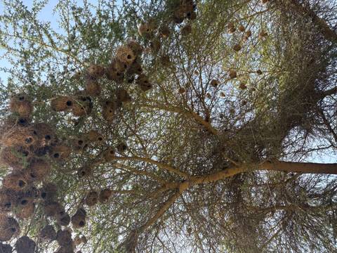 Looking up into a tree filled with dozens of woven bird nests hanging from the branches.