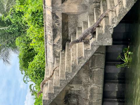 Two large monitor lizards climb weathered concrete steps beside a canal overgrown with tropical vines.
