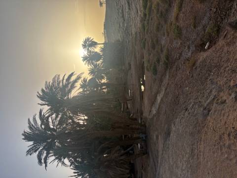 Silhouetted date palms at desert sunset with warm golden light over sandy ground.