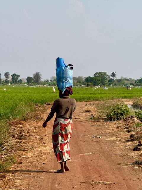 Local woman walks a dusty farm path balancing a blue sack on her head beside rice fields.