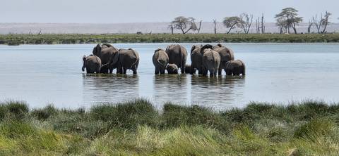 Herd of elephants wade together in a shallow lake within grassy Amboseli wetlands.
