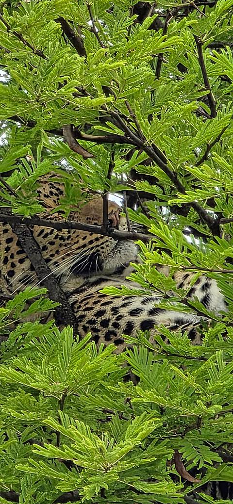 Partially hidden leopard rests on a tree branch behind leafy green foliage.