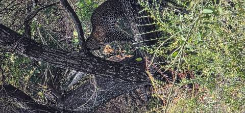 A leopard rests on the branch of a tree in a bushy savannah setting.