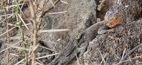 Two lizards cling to a rocky cliff among dry thorn branches.