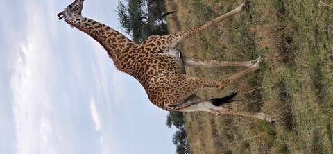 A lone giraffe strides across open grassland under a partly cloudy sky.
