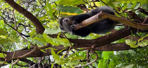 A blue monkey sits on a tree branch surrounded by dense green leaves.