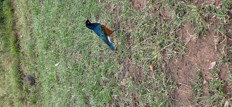 A colorful superb starling stands on grassy ground.