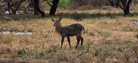 A young waterbuck stands alert in a dry woodland clearing.