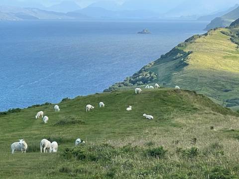 White sheep graze on a grassy ridge overlooking the blue sea and distant islet.