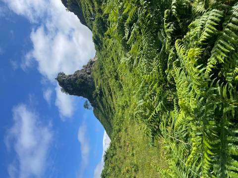 Fern-covered hill crowned by a dramatic pointed pinnacle rock under scattered clouds.