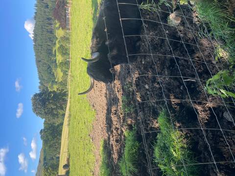 Shaggy Highland cow with wide horns rests behind a farm fence in green countryside.
