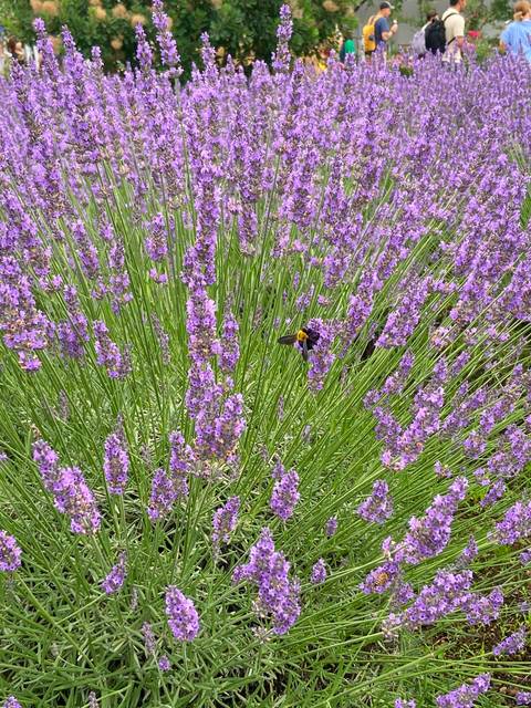 Close-up of vibrant purple lavender flowers with a bee collecting nectar.