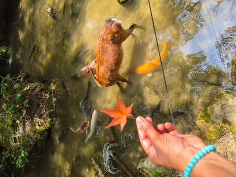 Hand holding a red maple leaf over a shallow stream with koi fish and a roaming deer.
